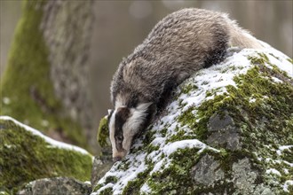 European badger (Meles meles) on a rock in the snow