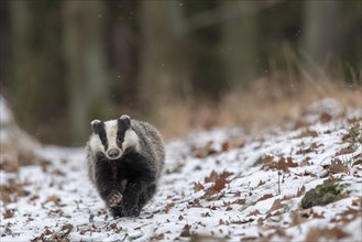 European badger (Meles meles) runs in snow