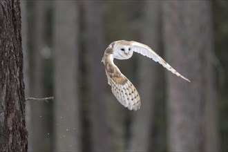 Common barn owl (Tyto alba) in flight