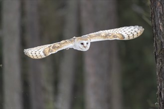 Common barn owl (Tyto alba) in flight