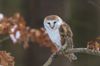 Common barn owl (Tyto alba) sits on branch