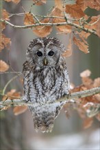 Tawny owl (Strix aluco) sits on branch