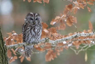 Tawny owl (Strix aluco) sits on branch
