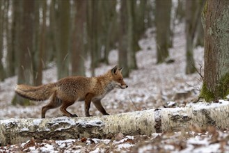 Red fox (Vulpes vulpes) runs over a tree trunk in winter