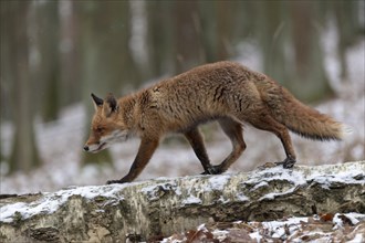 Red fox (Vulpes vulpes) runs over a tree trunk