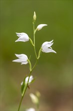 White Helleborine (Cephalanthera damasonium)