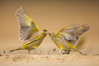 Two European greenfinches (Carduelis chloris) fight over seeds