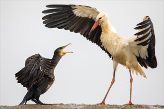 Great cormorant (Phalacrocorax carbo) and White stork (Ciconia ciconia) quarrel