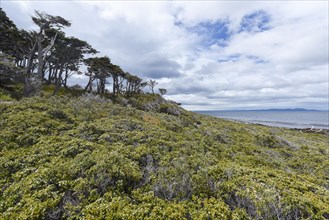 Coastal forest with bush land at the Strait of Magellan near Punta Arenas