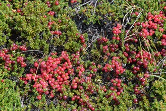 Fruits at Red crowberry (Empetrum rubrum)