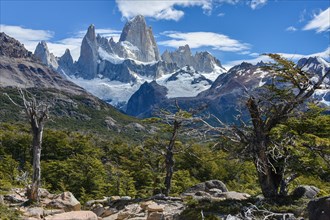Gnarled trees in front of summit massif of the Fitz Roy