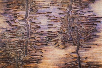 Larval ducts of European spruce bark beetle (Ips typographus) in wood