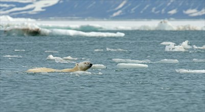 Polar bear (Ursus maritimus) swims