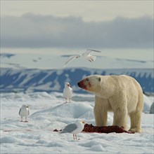Polar bear (Ursus maritimus) feeding on the carcass of a captured seal on ice floe