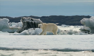 Polar bear (Ursus maritimus) runs on the ice