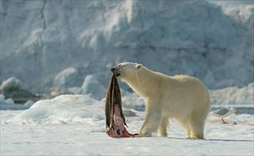 Polar bear (Ursus maritimus) with captured seal skin