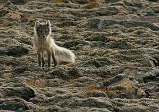 Arctic fox (Vulpes lagopus)