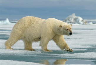Polar bear (Ursus maritimus) female running on ice floe