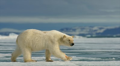 Polar bear (Ursus maritimus) runs on ice floe