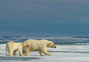 Polar bears (Ursus maritimus)