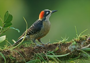 Golden-naped woodpecker (Melanerpes chrysauchen) sits on branch