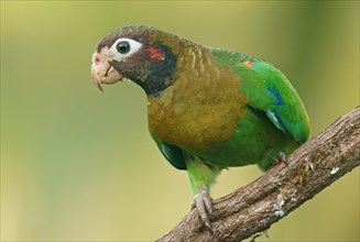 Brown-hooded Parrot (Pyrilia haematotis) sits on branch