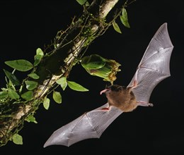 Pallas's long-tongued bat (Glossophaga soricina)