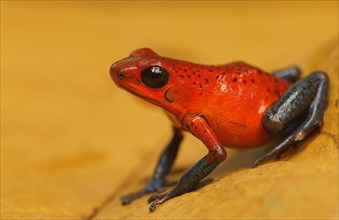 Strawberry poison-dart frog (Oophaga pumilio)