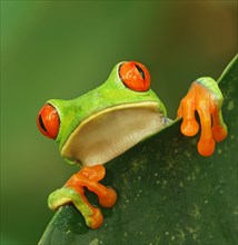 Red-eyed tree frog (Agalychnis callidryas) looks over leaf edge
