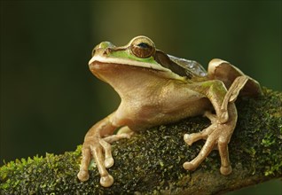 Masked Tree Frog (Smilisca phaeota) sits on branch