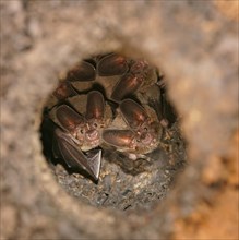 Pygmy round-eared bats (Lophostoma brasiliense) in a termite hill