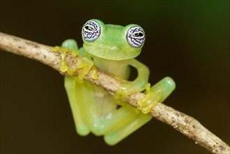 Glass frog (Sachatamia ilex) hangs on branch
