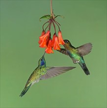 Mexican violetear (Colibri thalassinus) and Fiery-throated hummingbird (Panterpe insignis) in flight