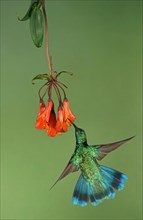 Mexican violetear (Colibri thalassinus) in flight