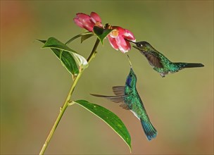 Mexican violetear (Colibri thalassinus) and Fiery-throated hummingbird (Panterpe insignis) in flight