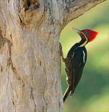 Lineated woodpecker (Dryocopus lineatus) on tree trunk