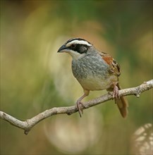 Stripe-headed Sparrow (Peucaea ruficauda) sits on branch