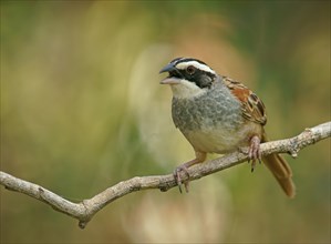 Stripe-headed Sparrow (Peucaea ruficauda) sits calling on branch