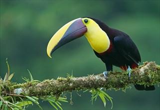 Black-mandibled toucan (Ramphastos ambiguus) sits on mossy branch