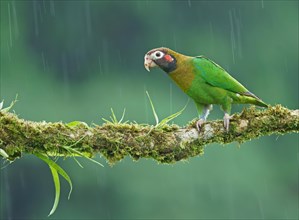 Brown-hooded Parrot (Pyrilia haematotis) sits on a mossy branch in the rain