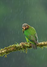 Brown-hooded Parrot (Pyrilia haematotis) sits on a mossy branch in the rain