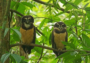 Two Spectacled Owls (Pulsatrix perspicillata) sitting in the tree