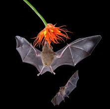 Pallas's long-tongued bats (Glossophaga soricina)