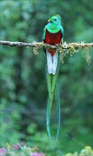 Resplendent Quetzal (Pharomachrus mocinno) sits on a branch