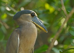 Boat-billed heron (Cochlearius cochlearius) sits in the tree