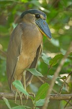 Boat-billed heron (Cochlearius cochlearius) sitting in the tree