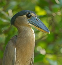 Boat-billed heron (Cochlearius cochlearius) sits in the tree
