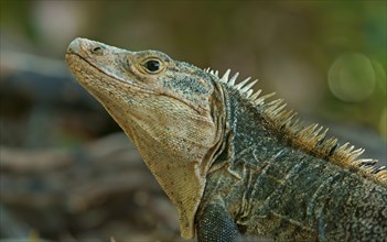 Black spiny-tailed iguana (Ctenosaura similis)