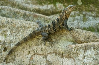 Black spiny-tailed iguana (Ctenosaura similis) on tree trunk