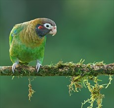 Brown-hooded Parrot (Pyrilia haematotis) sits on mossy branch